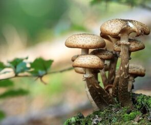 mushrooms supplments