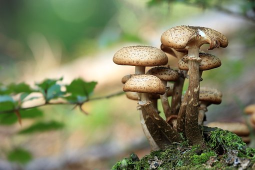 mushrooms supplments