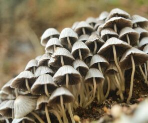 The Best Ways to Use Mushroom Supplements for Your Health