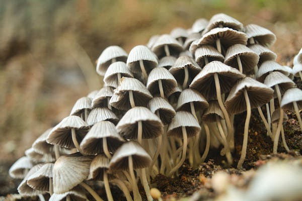 The Best Ways to Use Mushroom Supplements for Your Health